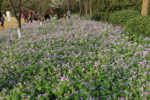 紫色花海 春日浪漫景致