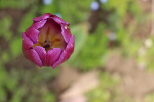 绽放的紫色郁金香