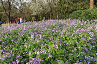 紫色花海 春日浪漫景致