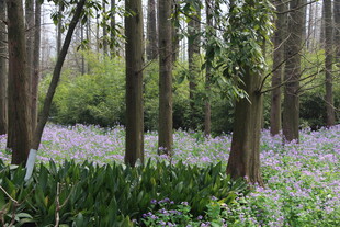 林间紫花绽放的梦幻美景