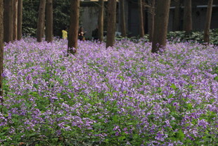 林间紫花绽放的美丽景致