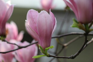 绽放的粉色玉兰花