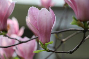 玉兰花枝绽放美丽瞬间