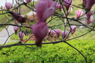 玉兰花枝绽于翠绿间