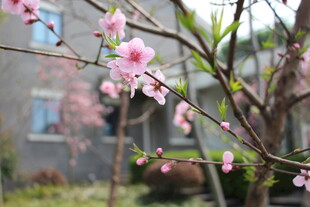 枝头绽放的粉嫩桃花