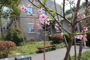 春日庭院繁花绽放