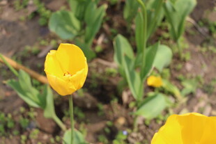 黄色郁金香绽放生机