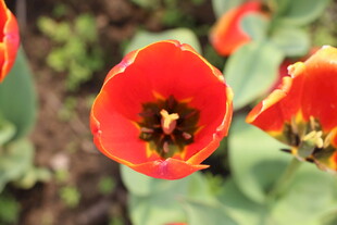 鲜艳绽放的红色郁金香