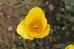 黄色郁金香特写