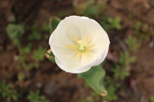 白色单朵花特写