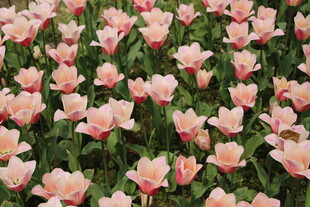 粉色郁金香花海