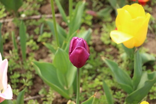 多彩郁金香绽放于草地