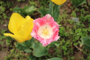 娇艳双色郁金香绽放