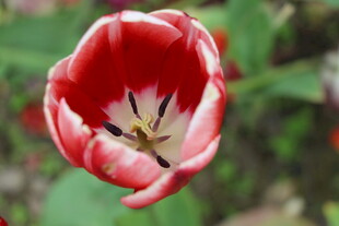 红白相间的美丽郁金香