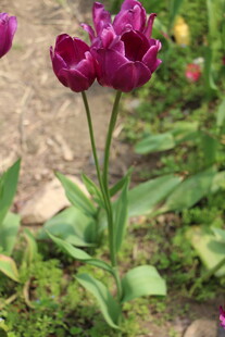 紫色郁金香绽放于草地