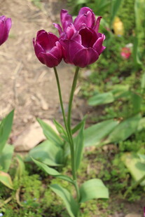 紫色郁金香绽放于草地