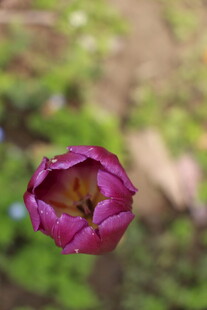 紫色郁金香特写