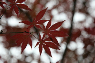 红枫叶的美丽特写