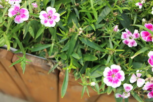 木盒中的粉色美丽花朵