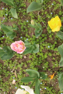 多彩花卉绽放于绿野间