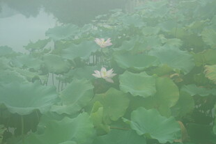 雾中荷塘荷花初绽