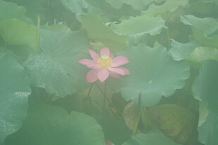 粉色荷花绽放于绿叶间