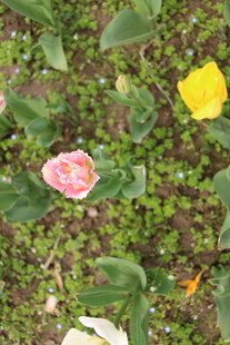 花丛中的多彩花朵