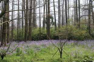 林间紫花绽放的静谧美景