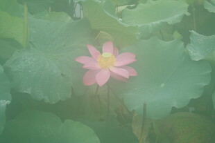 粉色荷花绽放于绿叶间