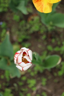 白色带纹郁金香特写