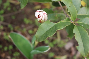 含苞待放的双色花朵
