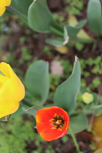 鲜艳郁金香绽放绿叶间