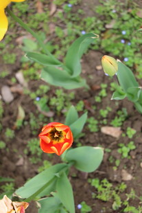 鲜艳红色郁金香绽放