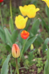 多彩郁金香绽放于花园