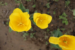 三朵黄色郁金香绽放