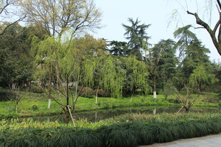 春日绿意盎然的园林景观