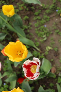 多彩郁金香绽放于草地