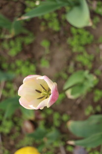 粉色郁金香特写