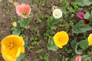 多彩郁金香绽放于泥土间