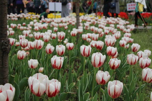 红白相间郁金香花海