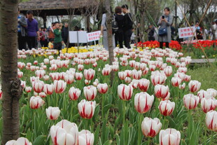 缤纷郁金香花海
