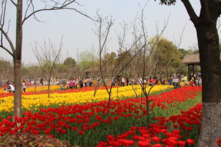 春日花海中的烂漫景致