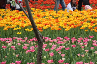 多彩郁金香花海美景