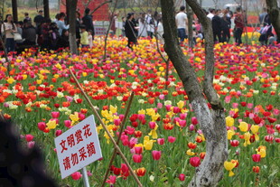 春日花海中的禁止踩踏标识