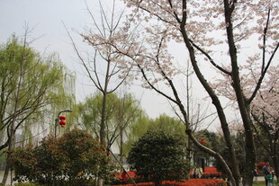 春日繁花盛开的公园景色