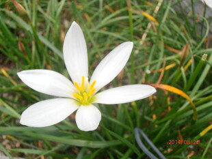 白色葱兰花绽放于绿草间