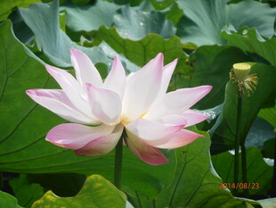 盛开的粉色荷花