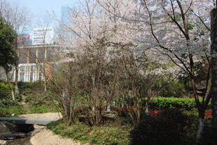 春日烂漫樱花小道景色