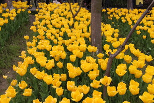 金黄郁金香花海绽放