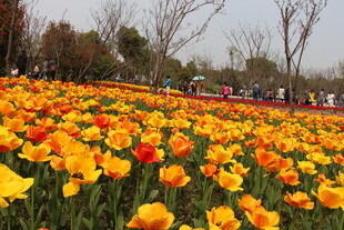 绚烂郁金香花海景观